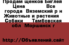 Продам щенков Биглей › Цена ­ 15 000 - Все города, Вяземский р-н Животные и растения » Собаки   . Тамбовская обл.,Моршанск г.